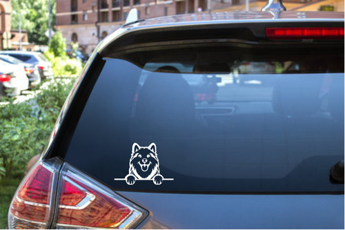Peekaboo alaskan malamute - peekaboo,